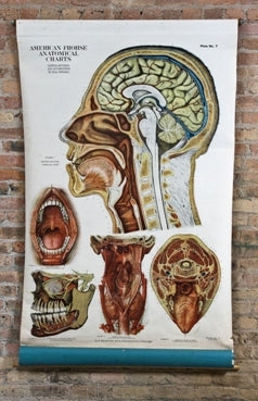 original early 20th century vintage medical vibrantly colored anatomical poster of the human head