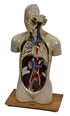 c. 1940's vintage medical life-size freestanding human anatomical torso model with hand painted finish
