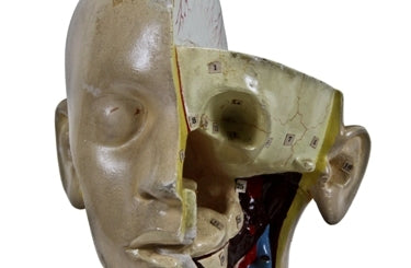 c. 1940's vintage medical life-size freestanding human anatomical torso model with hand painted finish