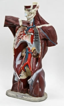 original c. 1951 hand-painted vintage medical durable vinyl plastic "life-like" anatomical muscle torso model
