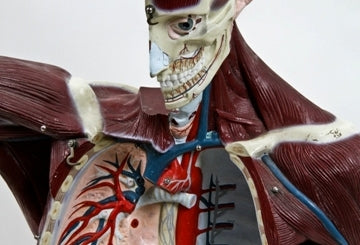 original c. 1951 hand-painted vintage medical durable vinyl plastic "life-like" anatomical muscle torso model