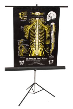 completely intact vintage medical "spine and spinal nerves" anatomical poster with collapsible stand