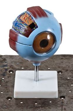 unique freestanding table or desk hand-painted anatomical human eye model with removable parts