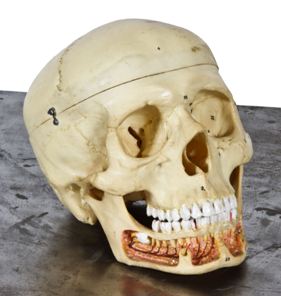 c. 1940's vintage medical life-size human skull anatomical model with hand-painted numbers