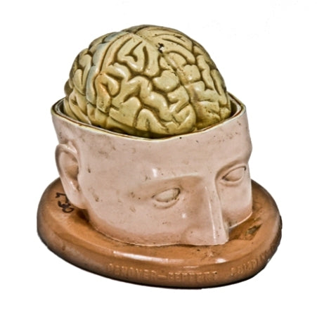 c. 1950's vintage medical instructional "base of head with removable brain" anatomical model