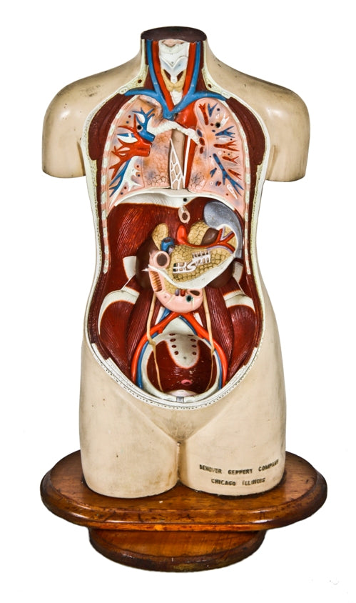 c. 1959 revolving vintage medical molded plastic anatomical torso model with hand-painted finish