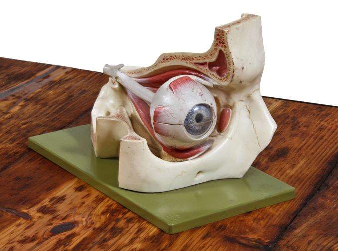 c. 1950's vintage medical table or benchtop dissectible human eyeball instructional anatomical model
