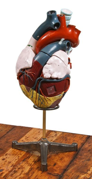 unusual oversized highly detailed and brightly colored c. 1940's american medical anatomical human heart model with hand-painted numbers