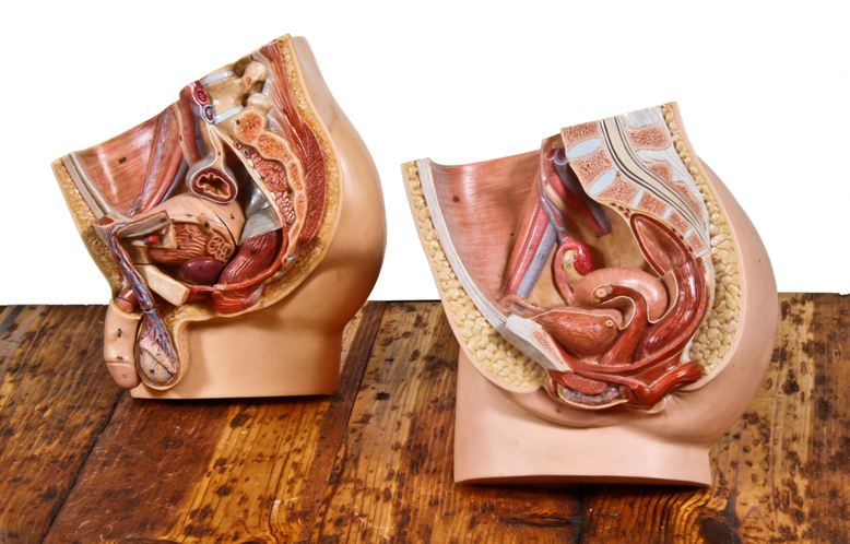 vintage medical mid-sagittal cross-section anatomical models of the human male & female pelvis