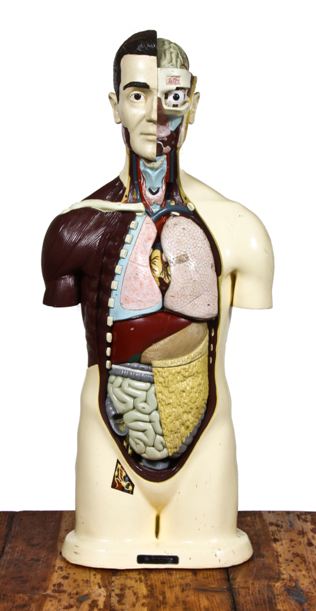 completely intact american vintage medical life-size nystrom human anatomical torso instructional model