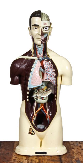 completely intact american vintage medical life-size nystrom human anatomical torso instructional model