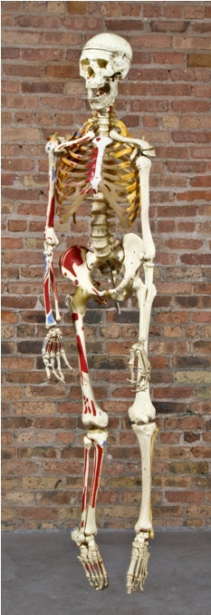 largely intact c. 1950's vintage medical flexibly ligamented human articulating skeleton with realistic anatomical detail