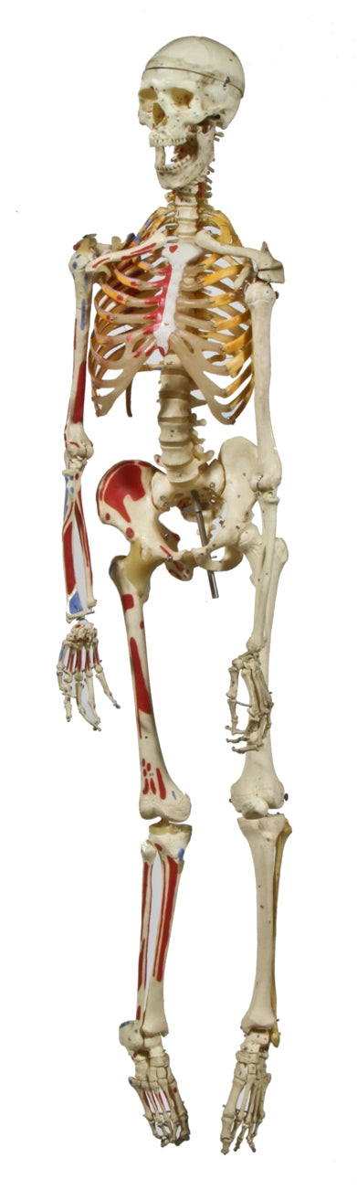 largely intact c. 1950's vintage medical flexibly ligamented human articulating skeleton with realistic anatomical detail