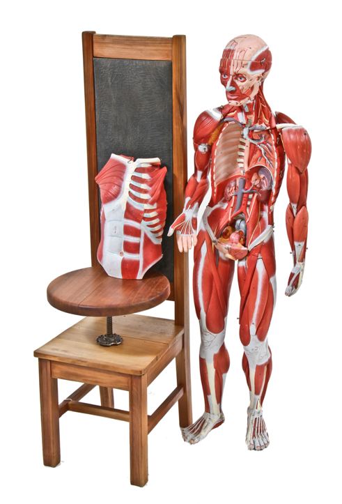 unique c. 1950's vintage medical three-quarter size molded plastic muscular instructional anatomical figure complete with internal organs