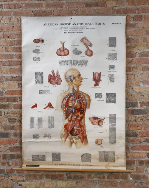 original c. 1940's vintage american medical brightly colored "endocrine glands" anatomical chart or poster