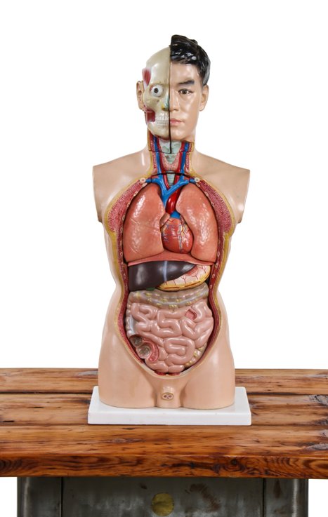 all original and completely intact c. 1950's vintage medical life-size hand painted human anatomical torso model