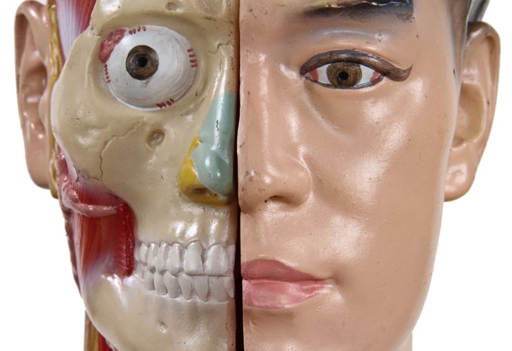 all original and completely intact c. 1950's vintage medical life-size hand painted human anatomical torso model