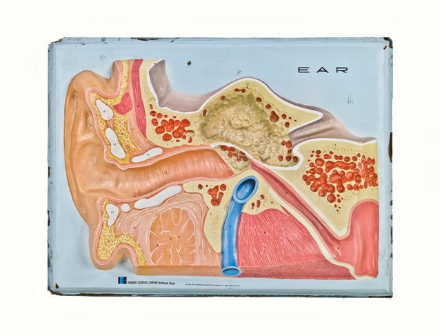 unique c. 1960's vintage medical wall mount polychrome molded plastic bas relief anatomical human ear model