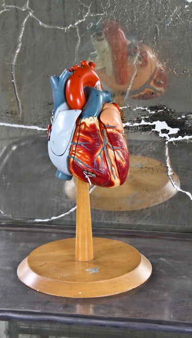 all original and completely intact c. 1950's vintage medical freestanding anatomical demonstration model with hand-painted numbers