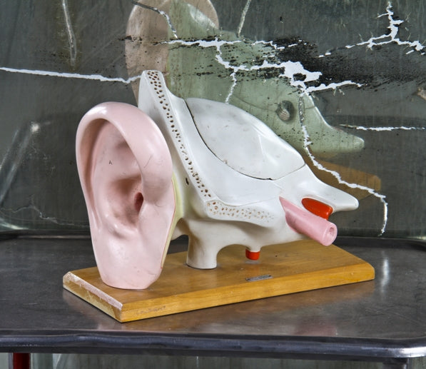 american depression era original chicago public school antique medical hand-painted cast plaster freestanding human ear anatomical model with original wood base