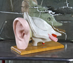 american depression era original chicago public school antique medical hand-painted cast plaster freestanding human ear anatomical model with original wood base