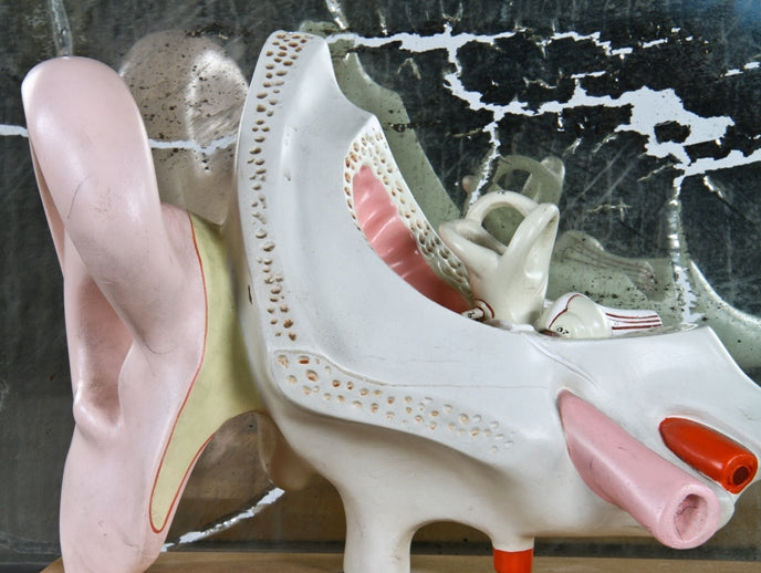 american depression era original chicago public school antique medical hand-painted cast plaster freestanding human ear anatomical model with original wood base