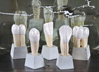 vintage american medical classroom instructional dental morphology 5-part set individually mounted on removable stands