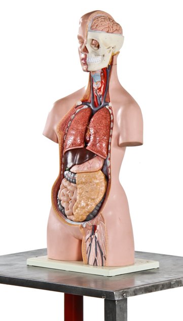 1960's american vintage medical life-size freestanding molded plastic human anatomical torso model with hand-painted numbers