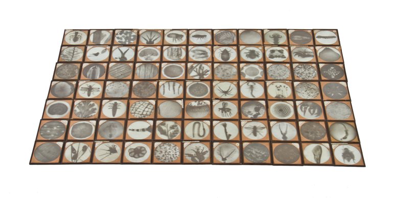 massive lot of original american early 20th century "magic lantern" projector glass slides depicting microscopic biological specimens