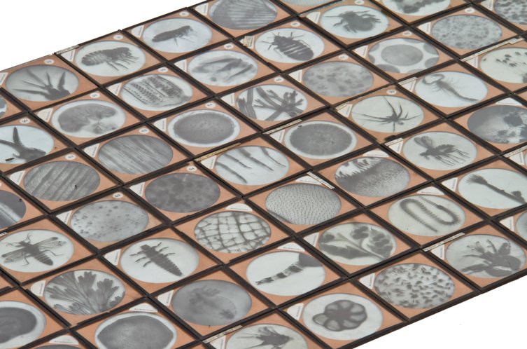 massive lot of original american early 20th century "magic lantern" projector glass slides depicting microscopic biological specimens