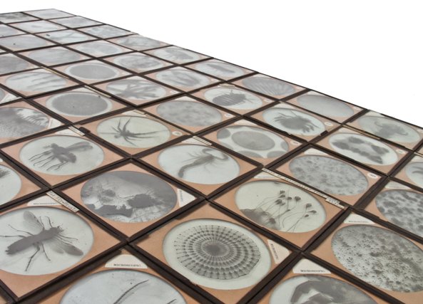 massive lot of original american early 20th century "magic lantern" projector glass slides depicting microscopic biological specimens