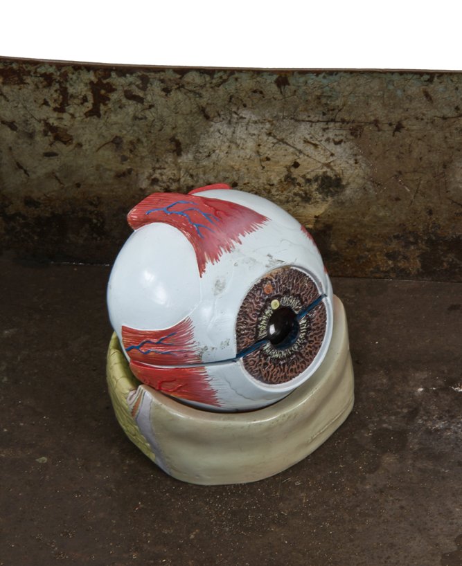 original and intact vintage american medical freestanding hand-painted molded plastic anatomical dissectable human eye in orbit model