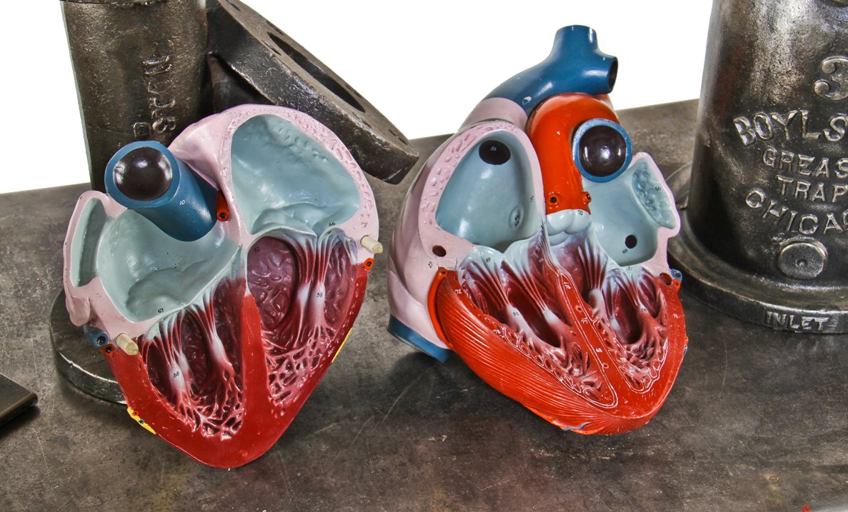 unusual oversized highly detailed and brightly colored c. 1940's american medical anatomical human heart model with hand-painted numbers