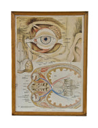 original c. 1930-40 massive american antique medical anatomical human eye "mechanism and function" framed chart or poster salvaged from the old cook county hospital