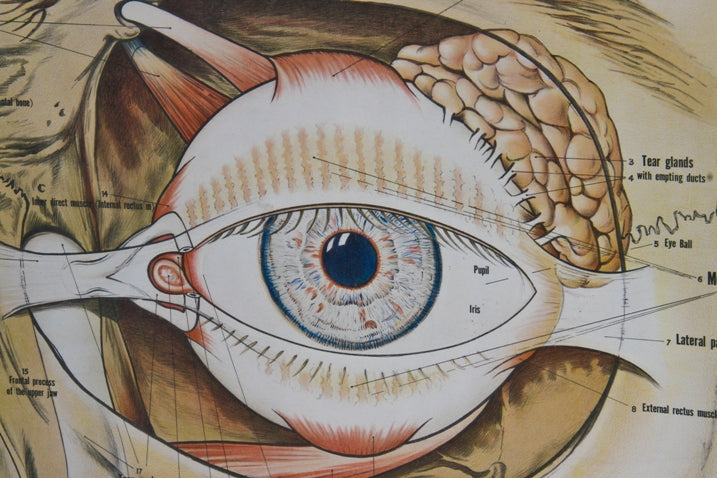 original c. 1930-40 massive american antique medical anatomical human eye "mechanism and function" framed chart or poster salvaged from the old cook county hospital