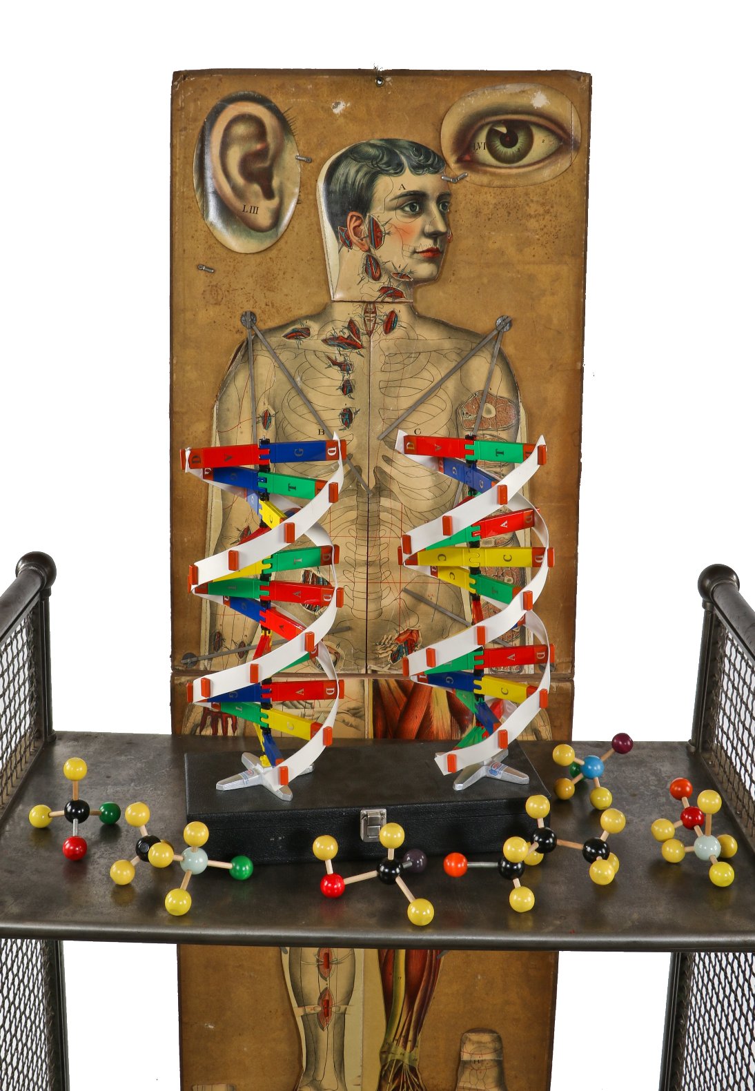 original c. 1960's vintage medical school classroom demonstration model depicting a three dimensional double helical structure of a nucleic acid complex