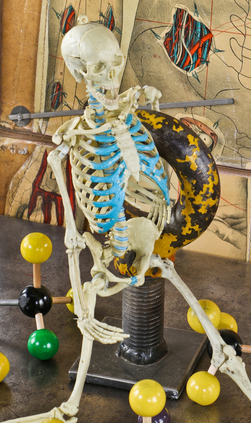 original c. 1950's vintage american medical diminutive color-coded molded plastic articulated skeleton anatomical teaching aid model or display