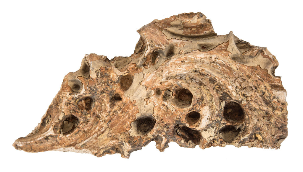 louis sullivan-designed 1892-93 salvaged chicago exterior victoria hotel ornamental staff leaf fragment