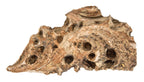 louis sullivan-designed 1892-93 salvaged chicago exterior victoria hotel ornamental staff leaf fragment