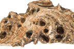 louis sullivan-designed 1892-93 salvaged chicago exterior victoria hotel ornamental staff leaf fragment