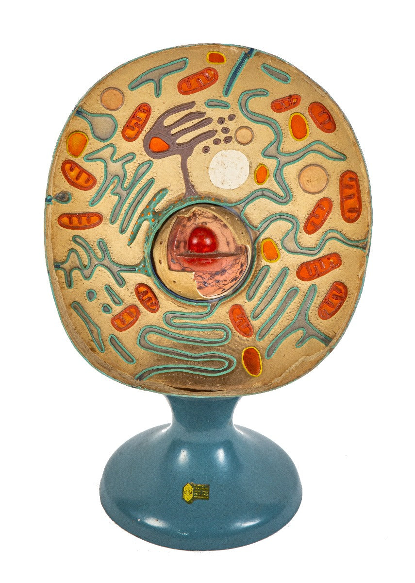 dated 1962 original and largely intact freestanding hand-painted animal cell model executed by scientific teaching aids