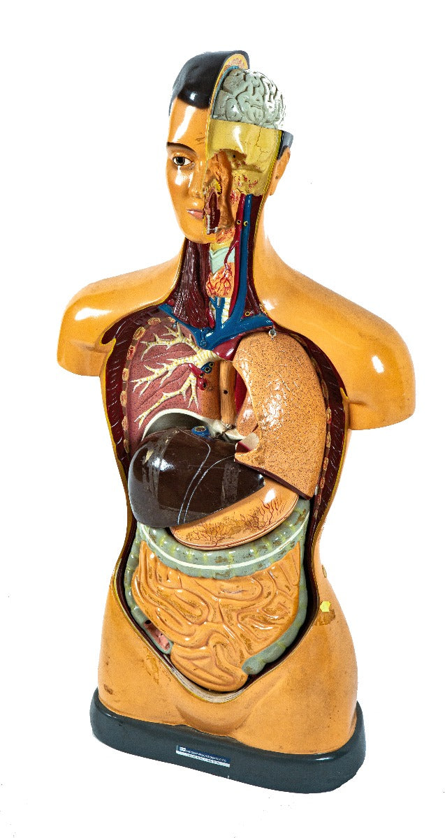 highly desirable largely intact hand-painted salvaged public school medical sargent-welch anatomical torso model