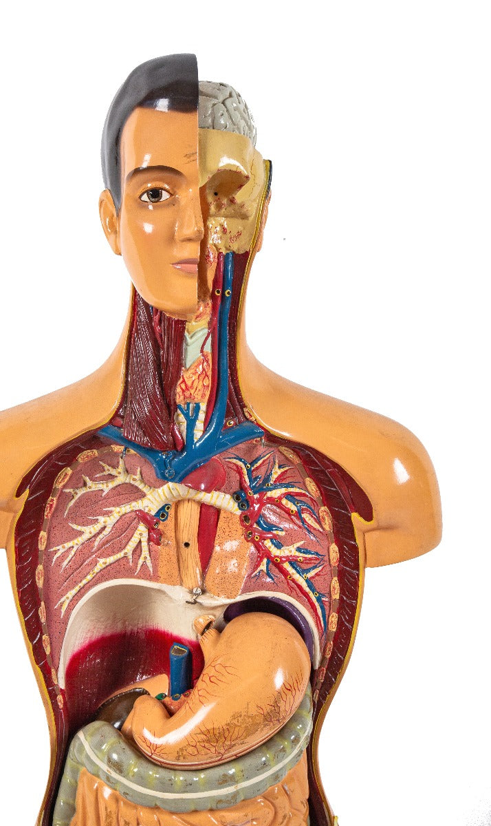 highly desirable largely intact hand-painted salvaged public school medical sargent-welch anatomical torso model