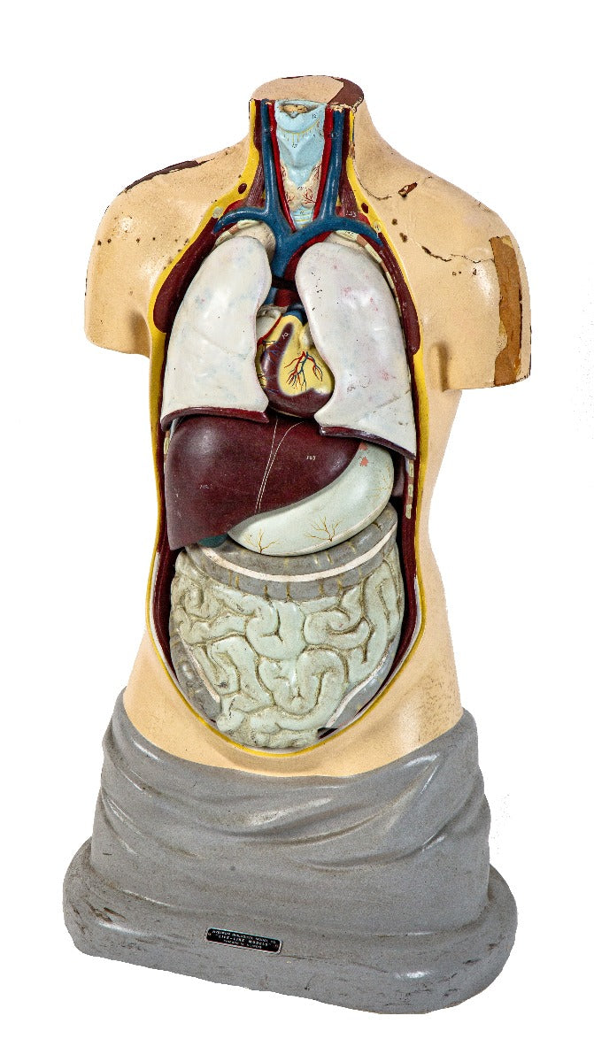 original and largely intact vintage chicago hand-painted public school "life-like" nystrom anatomical torso model