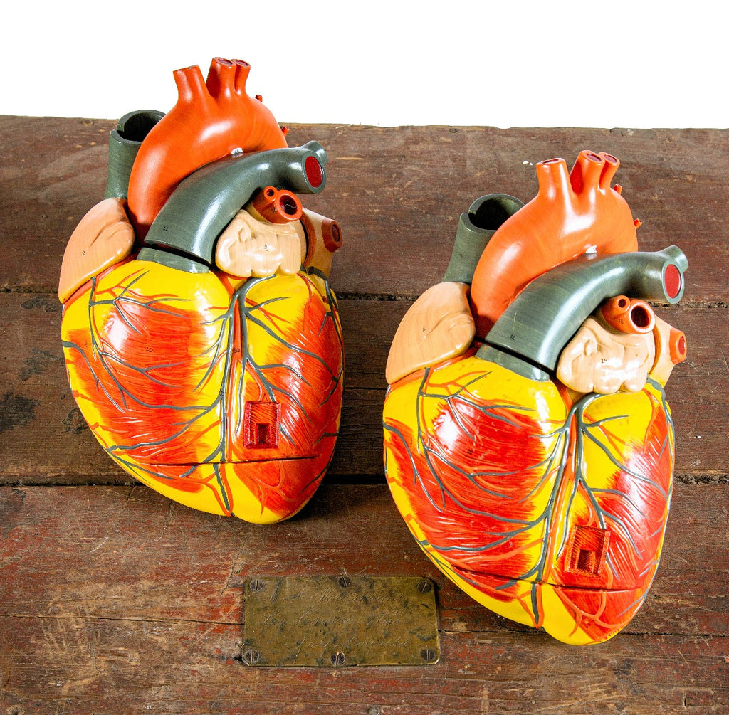 hard to find denoyer-geppert oversized hand-painted 1950s anatomical heart model from a chicago public school