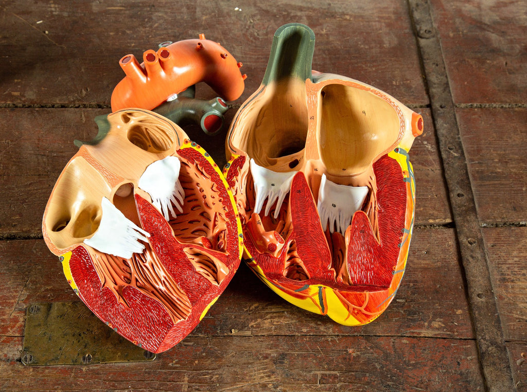 hard to find denoyer-geppert oversized hand-painted 1950s anatomical heart model from a chicago public school