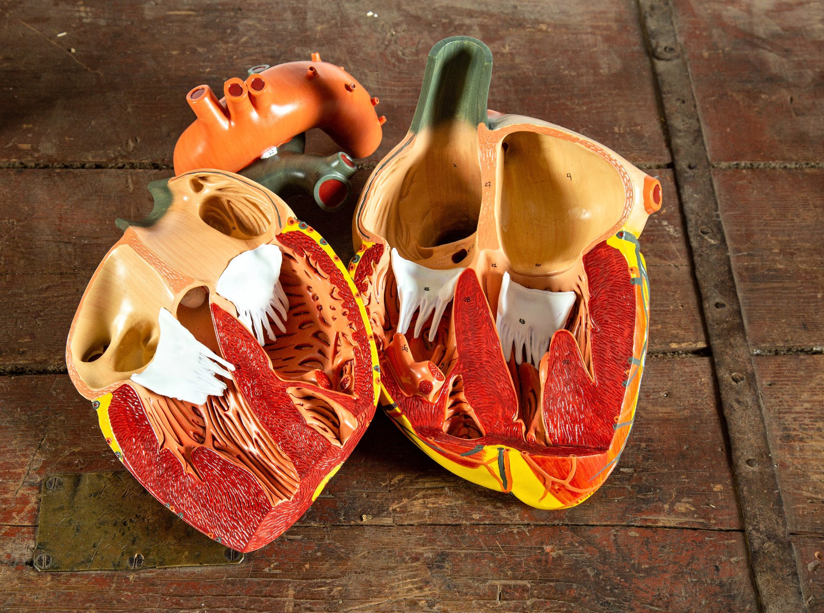 hard to find denoyer-geppert oversized hand-painted 1950s anatomical heart model from a chicago public school