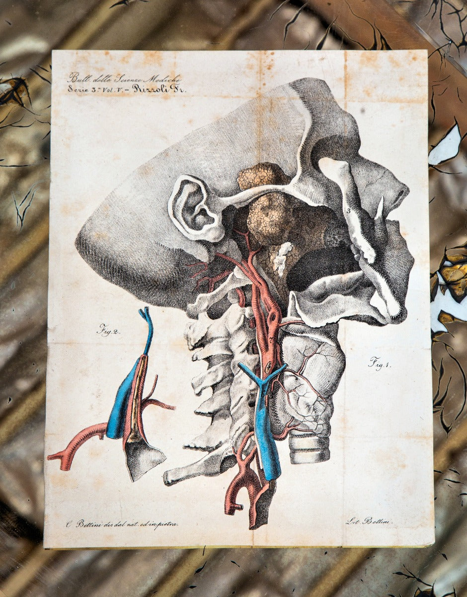 late 18th or early 19th century antique american medical hand-colored scientific journal fold-out anatomical lithograph
