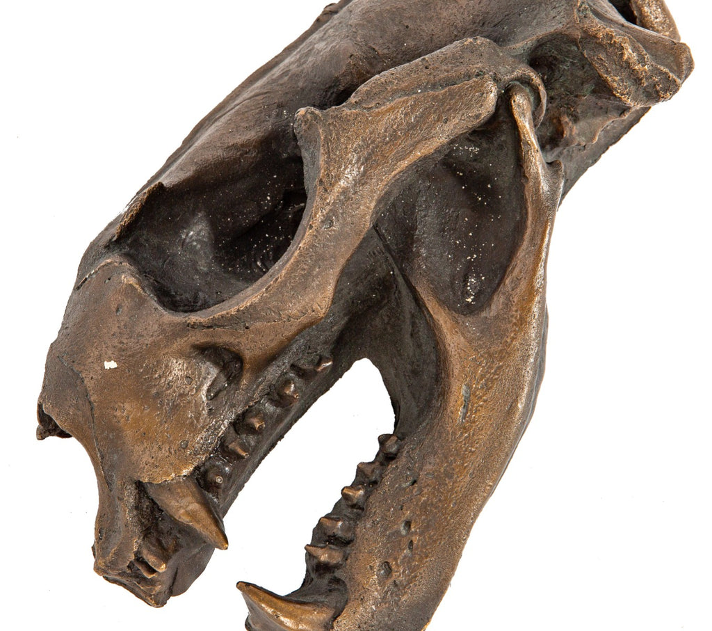 unique heavy cast bronze chicago musuem or zoo "fossil" display executed by the wagner foundry