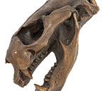 unique heavy cast bronze chicago musuem or zoo "fossil" display executed by the wagner foundry